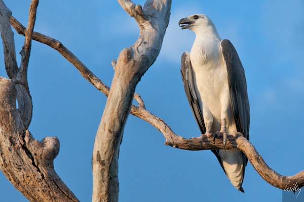 AustraliaAdelaide 10  039